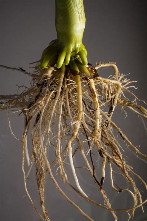 root  crop improvements research  nebraska