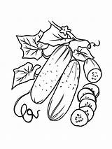 Cucumber Coloring Pepino Melon Planta sketch template