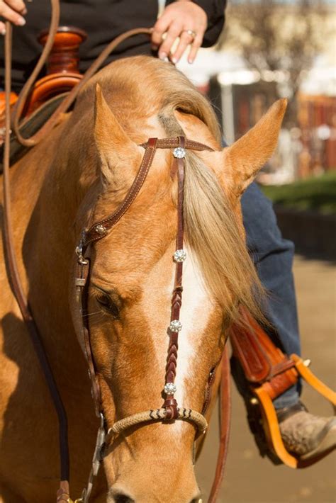 bosal tack pinterest horse horse tack  westerns