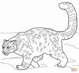 Snow Coloring Leopard Pages Leopards Crouching Color Printable Print Clipart Amur Supercoloring Drawing Drawings Popular Library Coloringhome Categories Book sketch template