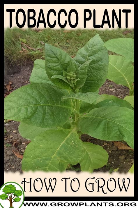 tobacco plant   grow care