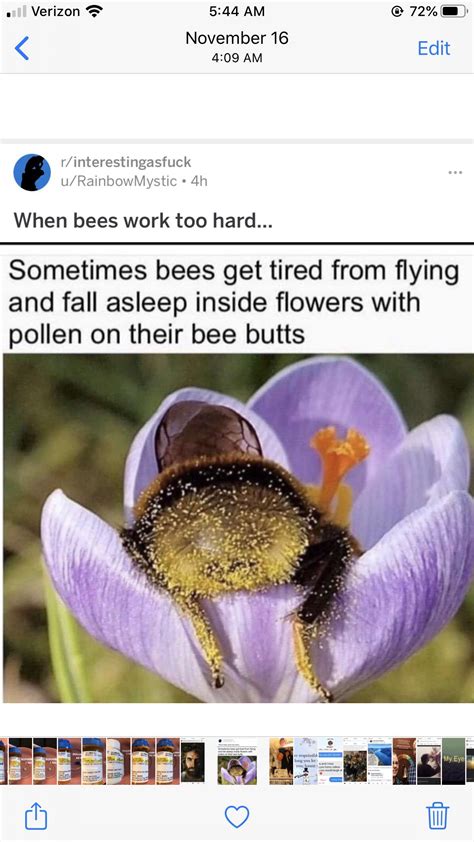 this bee s butt though shamelesslystolen