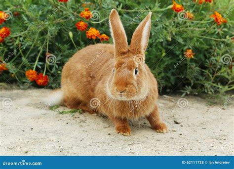 red rabbit stock photo image  active nature observing