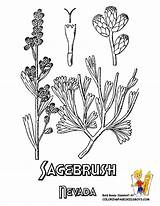 Coloring Sagebrush Pages Nevada Flower State Artemisia Tridentata Usa Asteraceae Yescoloring Big sketch template