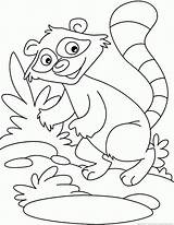 Raccoon Mammals Raccoons Getdrawings sketch template