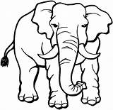 Elefante Categorias sketch template