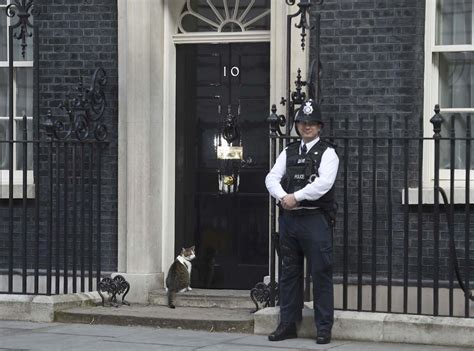 larry  downing street cat sits   doorstep  front  number   central london