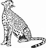 Cheetah Printable sketch template