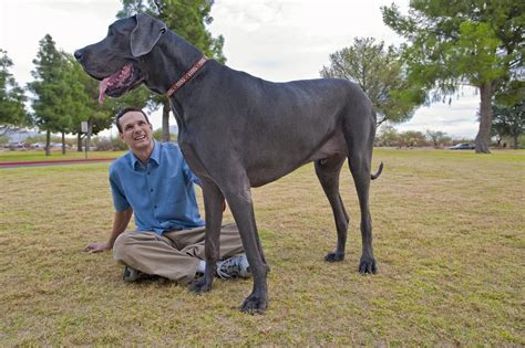 worlds tallest dog dies  ft  stood    hind legs information nigeria
