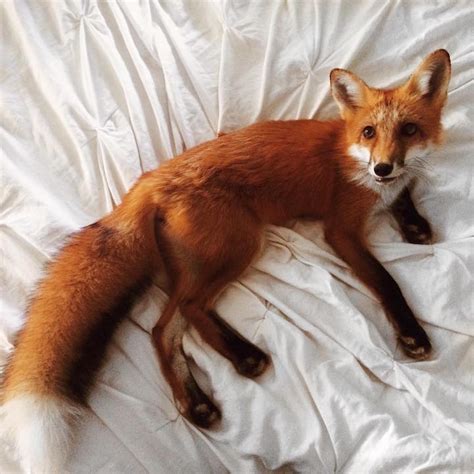 adorable pet fox named juniper  steal  heart