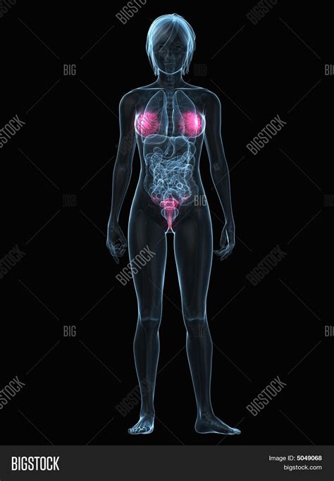 Female Sex Organs Image And Photo Free Trial Bigstock