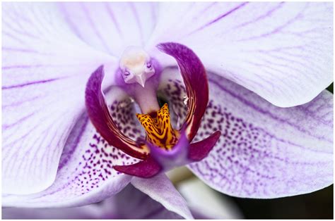 phalaenopsis orchidee foto bild flower flowers makro bilder auf