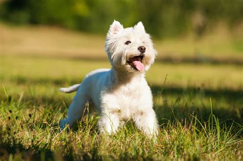 west highland white terrier rassebeschreibung dogbible