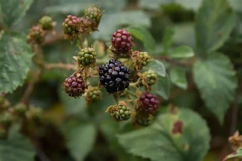 rid  blackberry bushes permanently  gardening