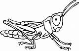 Saltamontes Insecten Insekten Kleurplaten Gafanhoto Grasshopper Mewarnai Serangga Kleurplaat Malvorlagen Insects Coloring4free Malvorlagen1001 Bergerak Insetti Animierte Gify Animaatjes Kolorowanki Owady sketch template