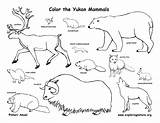 Nunavut Mammals Yukon Canadian Northwest Territories Territory Coloring Canada Color Exploringnature sketch template