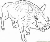 Coloring Wild Pig Boar Pages Hog Eurasian Color Getdrawings Printable Getcolorings Coloringpages101 sketch template