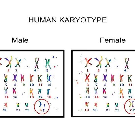 ‘human Karyotype Male And Female Chromosome By Rosaliartbook