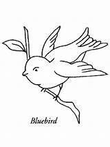 Coloring Pages Bluebird Blue Heron Great Bird Printable Birds Color Recommended Getdrawings Getcolorings sketch template