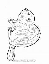 Beaver Coloring Pages sketch template