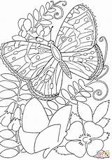 Coloring Butterfly Flowers Pages Color Butterflies Flower Printable Among Adult Sheets Kids Adults Print Hard Super sketch template