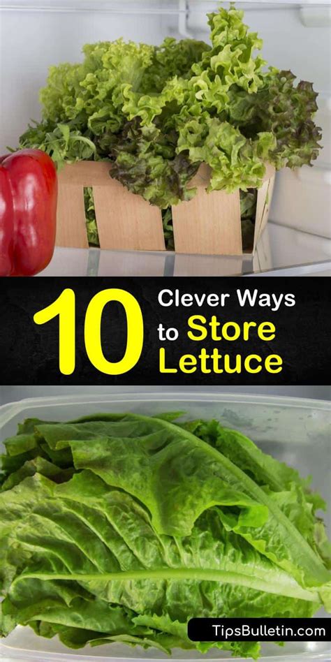 clever ways  store lettuce