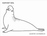 Elephant Seal Printable Coloring Firstpalette Pages sketch template
