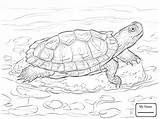 Turtle Alligator Snapping Coloring Turtles Getdrawings Drawing sketch template
