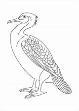 Coloring Albatross Pages Coloringbay sketch template