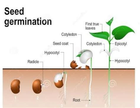 explain  structure   seed   process  germination