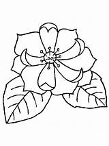 Magnolia Coloring Pages Print Getcolorings Printable Color sketch template