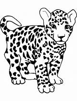 Leopards Coloring Drawing Leopardi sketch template