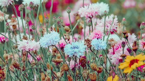 Download Wallpaper 2560x1440 Flowers Colorful Wild