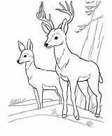 Deer Coloring Pages Printable Kids Color Print Buck Cute Easy Animal Sheet Hunting sketch template