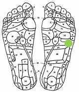 Reflexology Weight Loss Foot Map sketch template