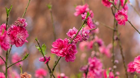 peach blossom festival opens  sw china cgtn