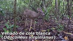 Venado de cola blanca (Odocoileus virginianus) | Costa Rica