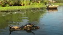 Up Close With Australia's Saltwater Crocodiles