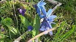 Cebulica syberyjska - Błękitny mały kwiat jak Twoje Oczy, Dzień Kobiet i Mężczyzn. Dwór w Czystem