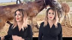 Donkey Breeder (@donkey.breeder)’s videos with original sound - Donkey Breeder