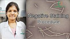 Negative Staining Microbiology।Staining Procedure।Negative Staining Bacteria