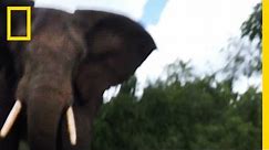 Watch: Elephant Attack From a Survivor’s POV | National Geographic