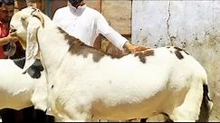 World Biggest Goat Breed | Modern Biggest Goat Farming In The World- Amazing Goat Farming