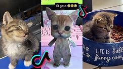 el gato tiktok cat compilation | el gato meme