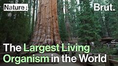 General Sherman: The Largest Living Organism in the World