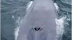 Blue Whale: The Largest Animal In The World