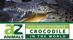 Discover The Largest Saltwater Crocodile in the World