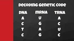 Decode from DNA to mRNA to tRNA to amino acids