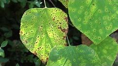 Leaf Spot on Redbud