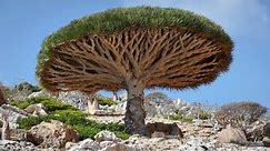 12 Most Amazing Trees In The World!